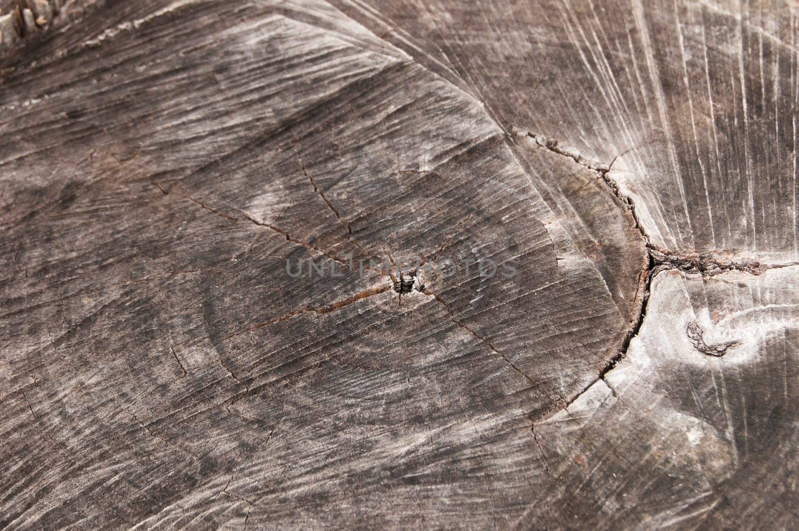 Surface of old weathered walnut tree log as background