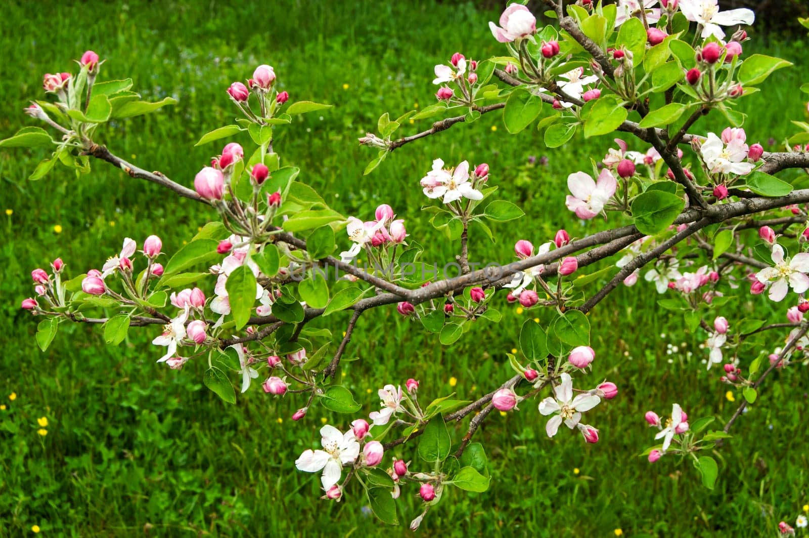 Apple tree blossoms closeup