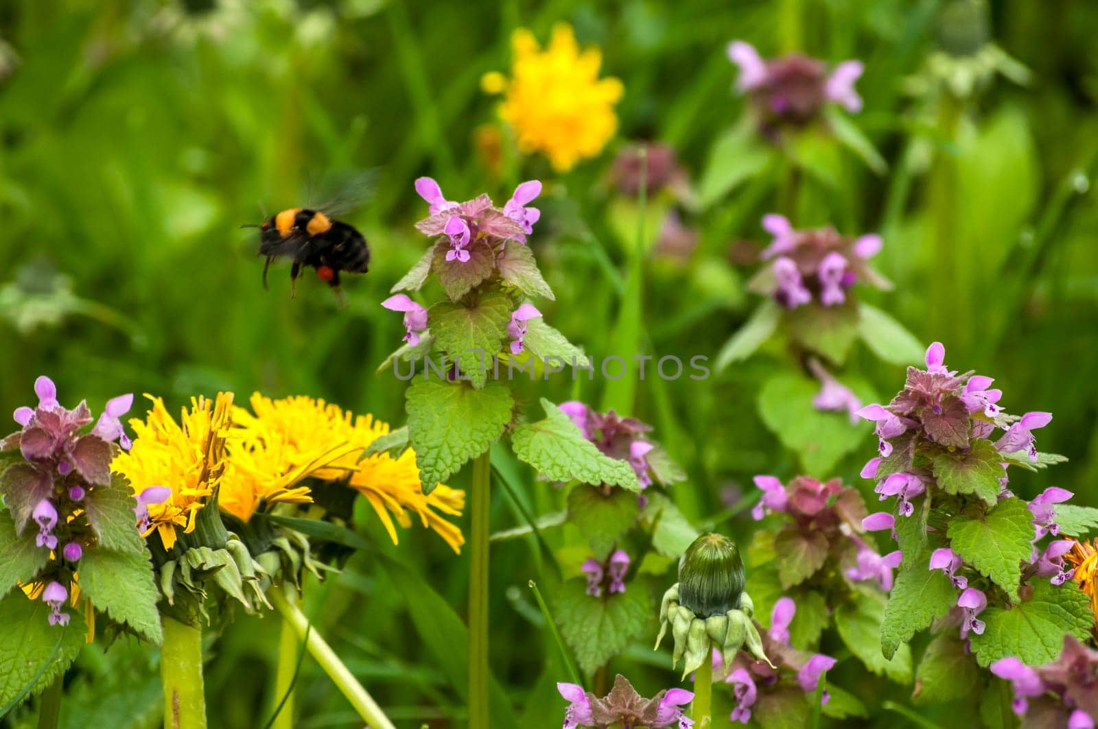 Dandelion flower, fresh nettles and bumblebee closeup