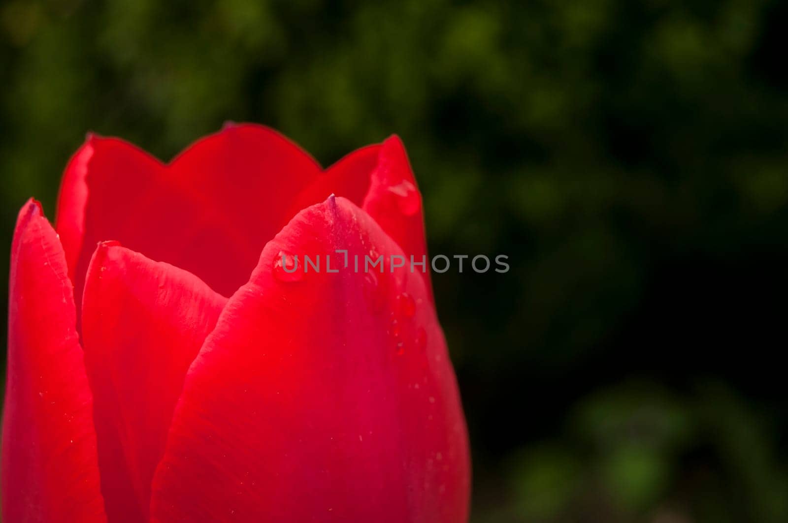Red tulip head cup with water drop closeup