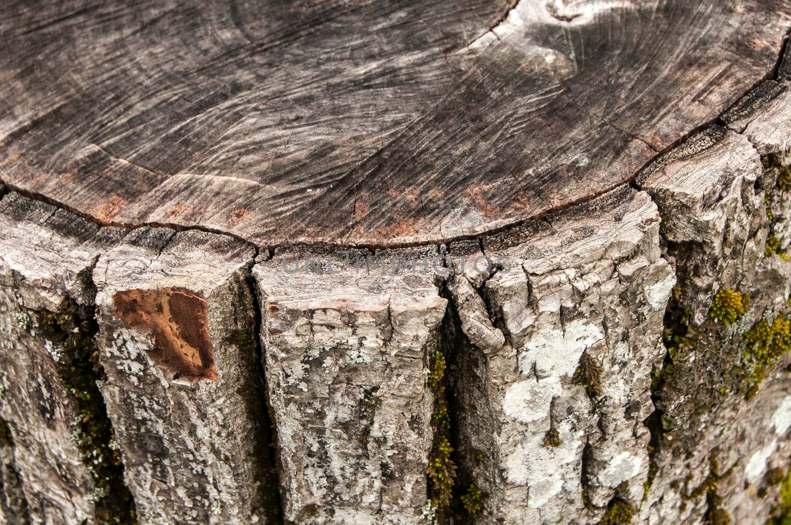 Walnut old weathered log closeup as background