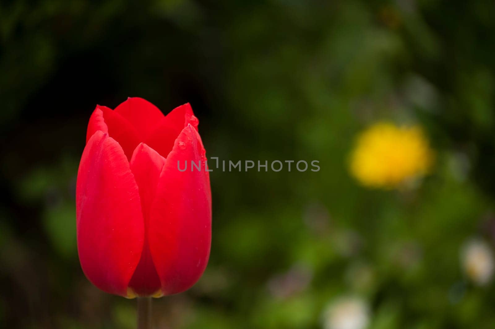 Red tulip head cup with water drop closeup