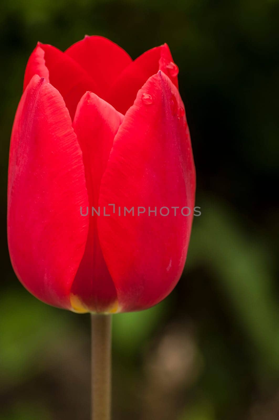 Red tulip head cup with water drop closeup