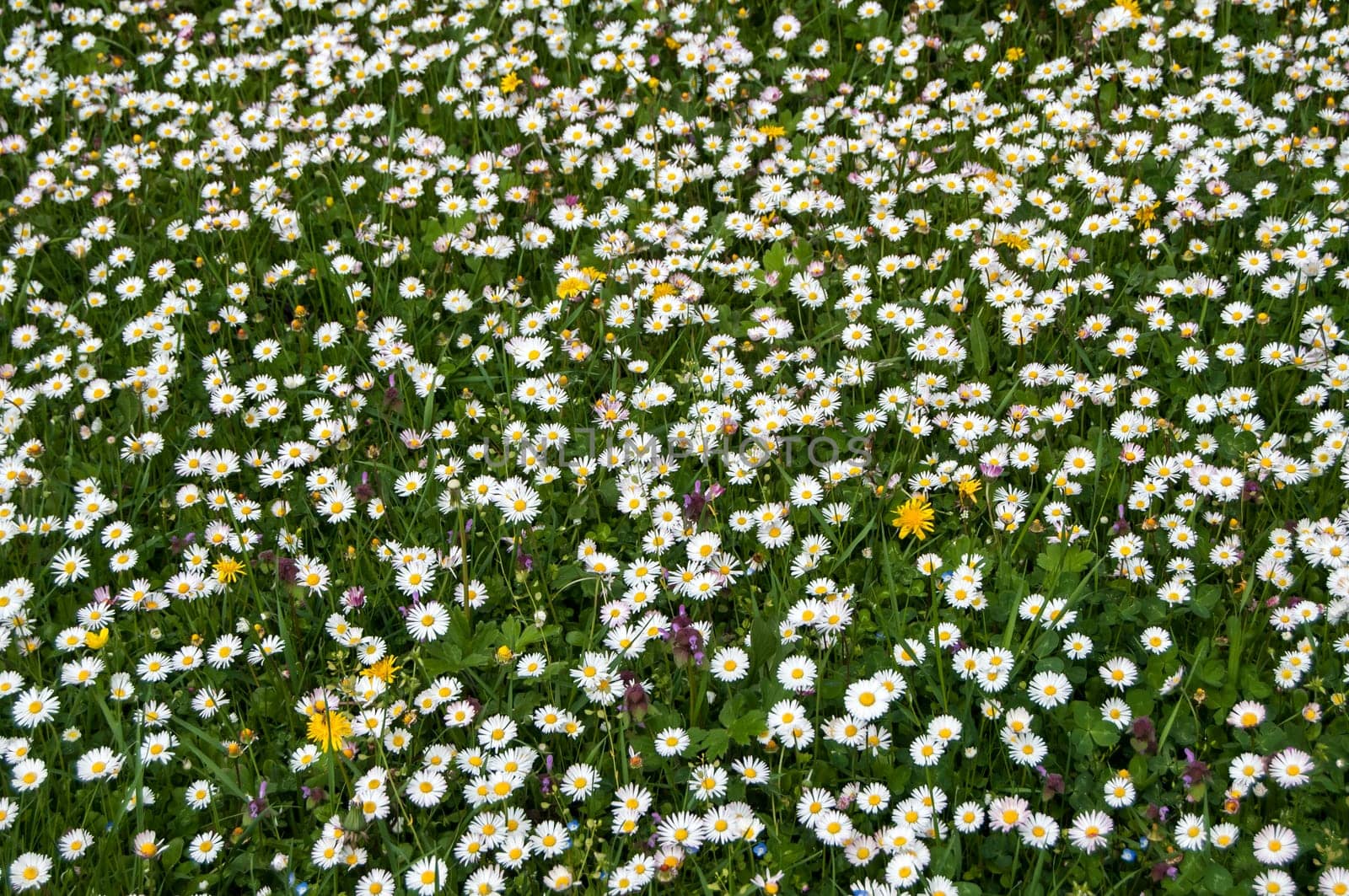 Spring meadow with daisies