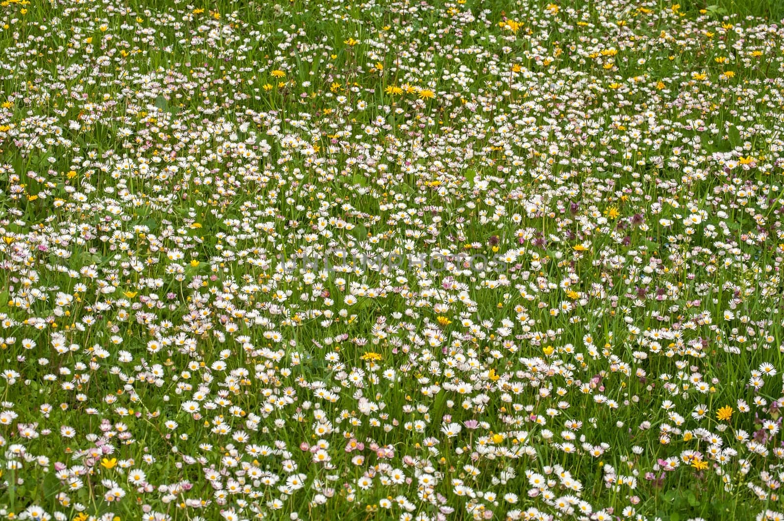 Spring meadow with daisies