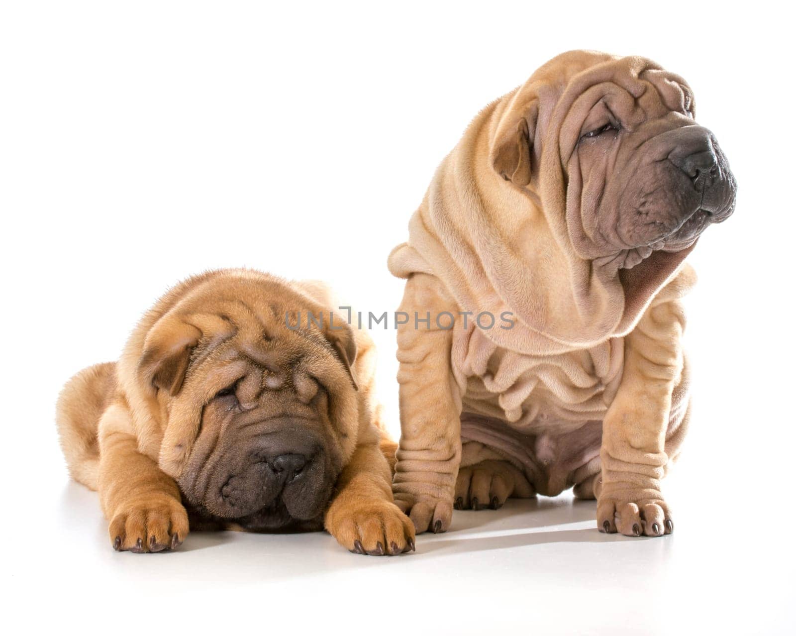 two chinese shar pei puppies isolated on white background - 4 months old