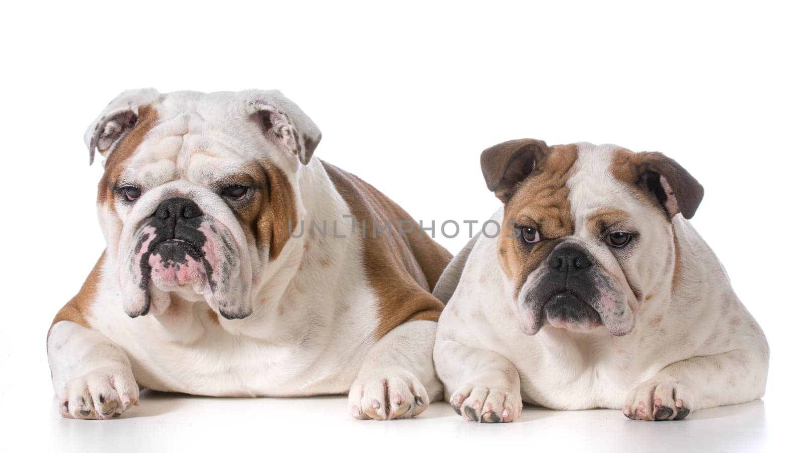 male and female bulldog laying down