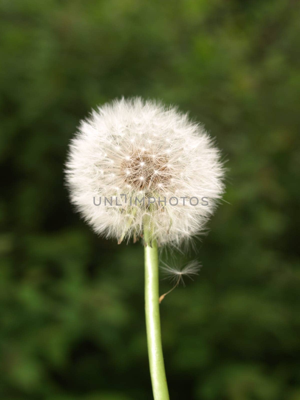 Dandelion