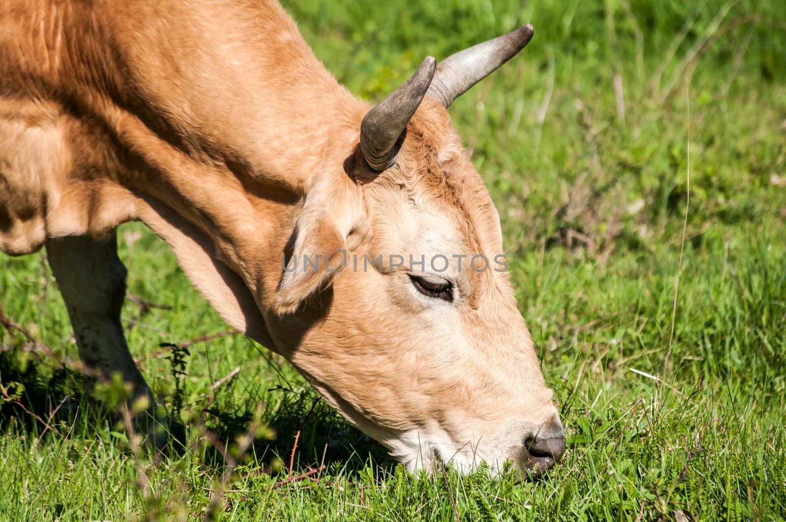 Head of cow grazing on green meadow