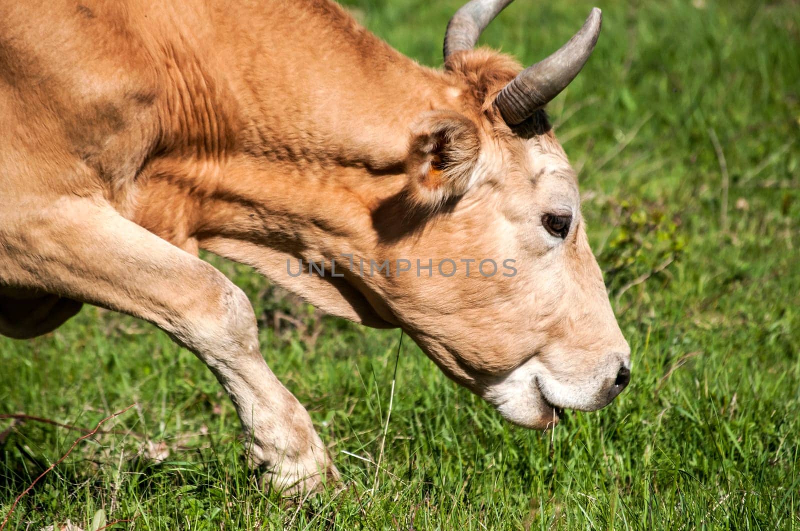 Head of cow grazing on green meadow