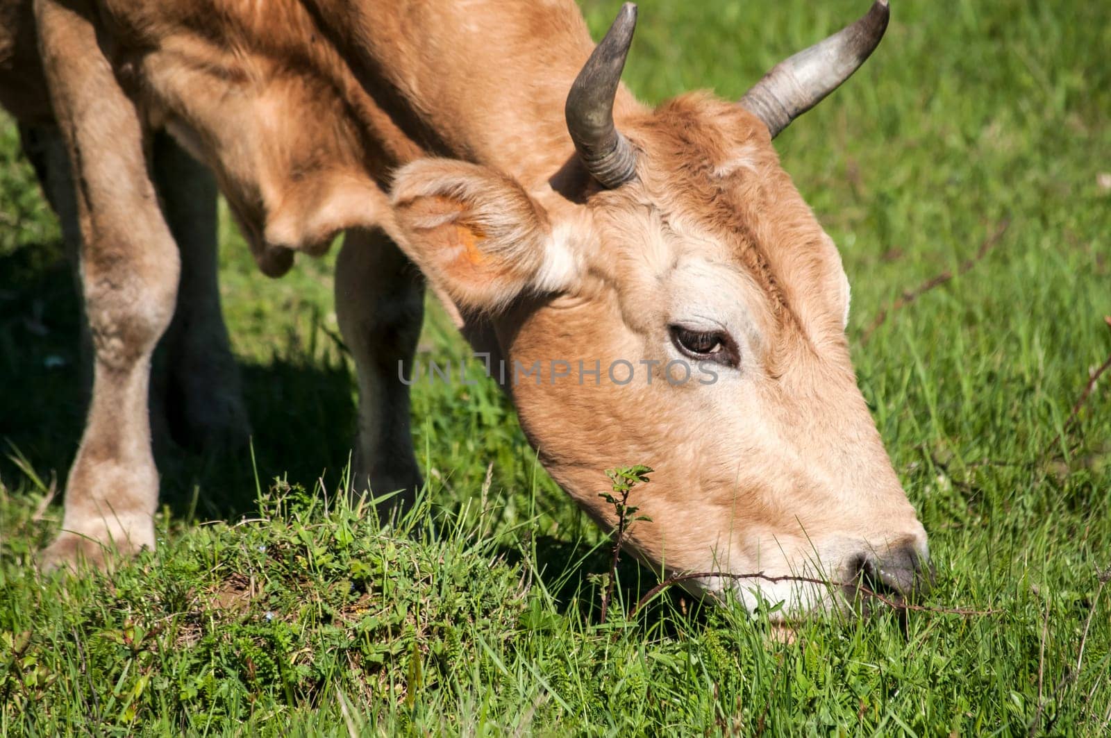 Head of cow grazing on green meadow
