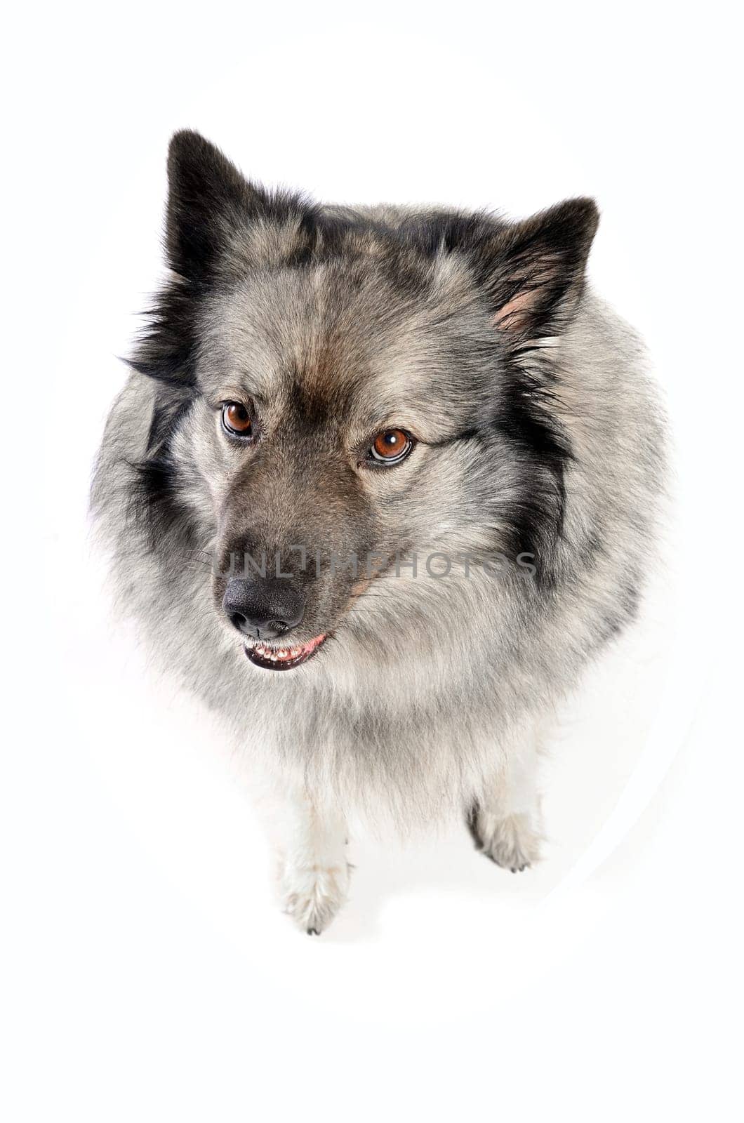 cheeky dog Wolfsspitz