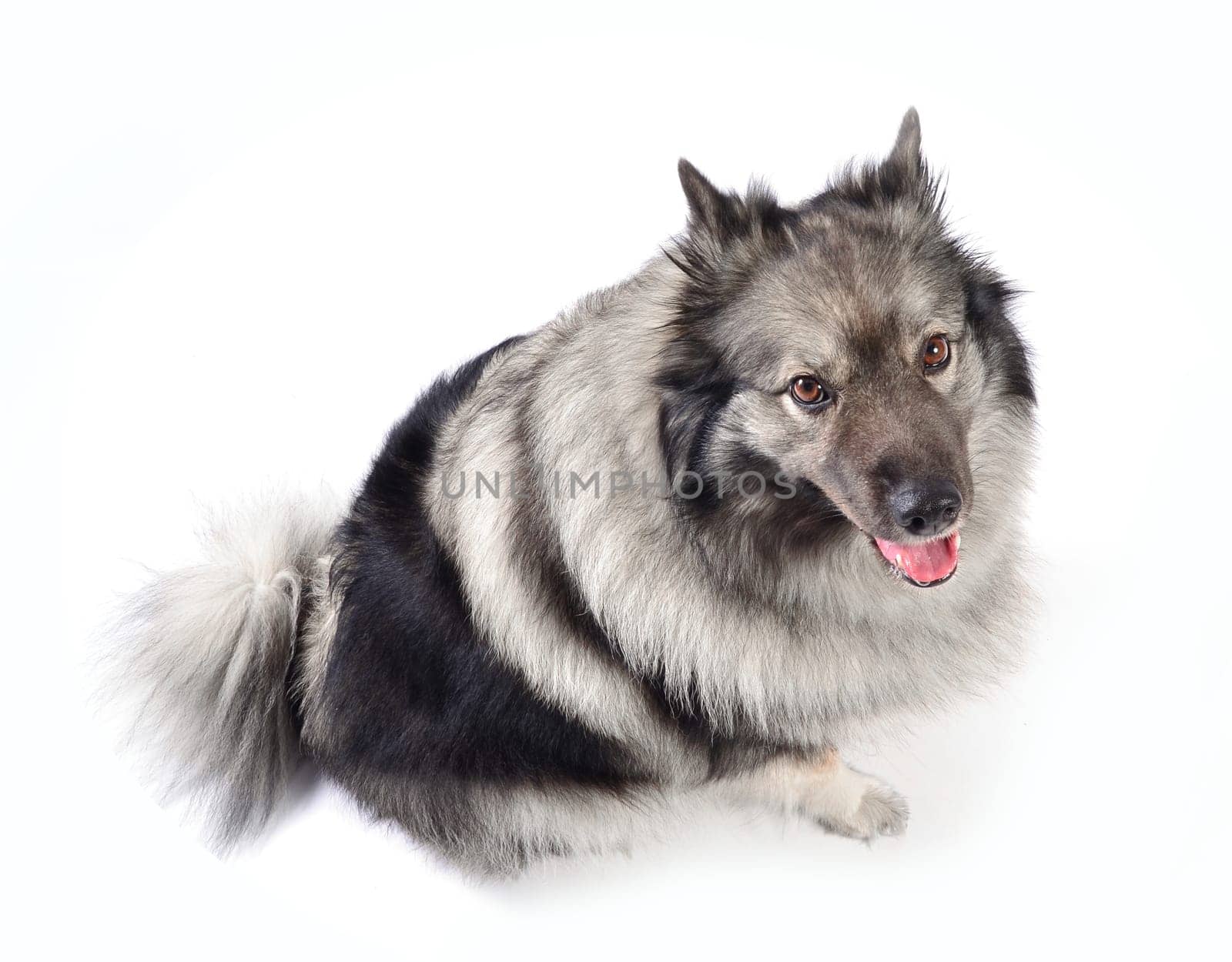 cheeky dog Wolfsspitz