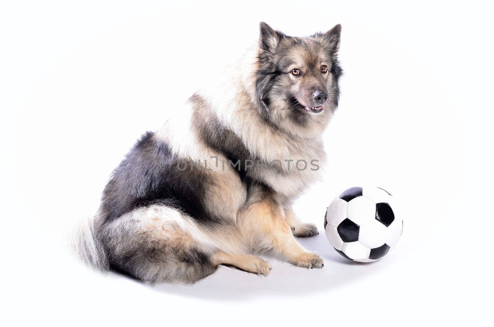 cheeky dog Wolfsspitz