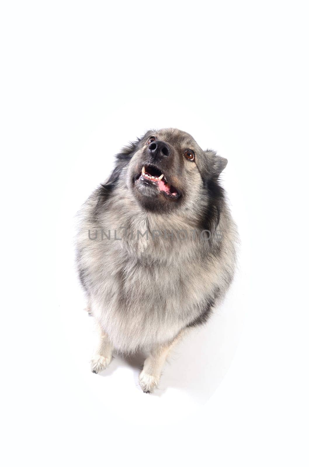 cheeky dog Wolfsspitz