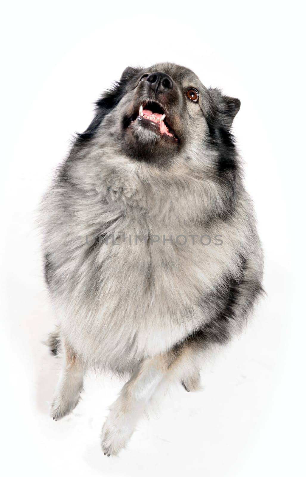 cheeky dog Wolfsspitz