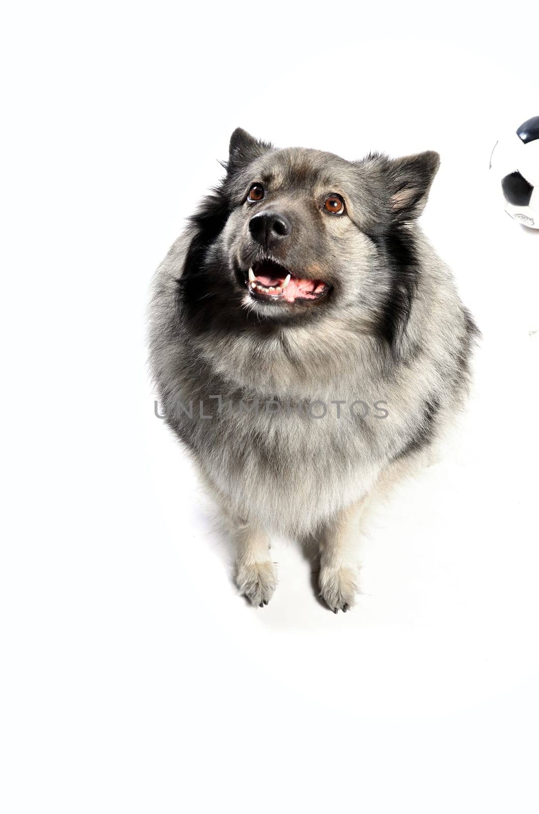 cheeky dog Wolfsspitz
