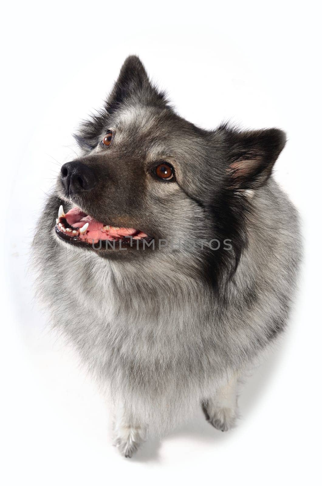 cheeky dog Wolfsspitz