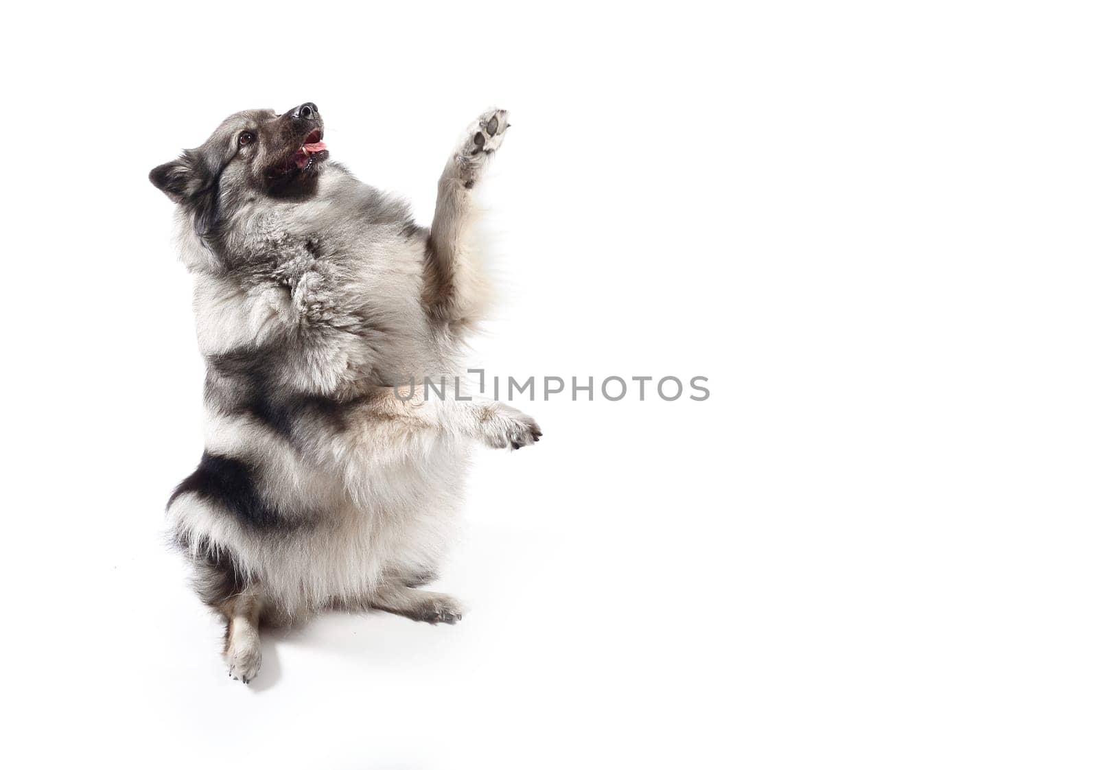 cheeky dog Wolfsspitz
