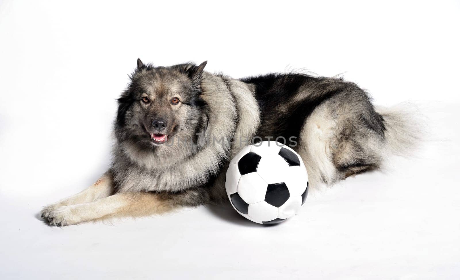cheeky dog Wolfsspitz