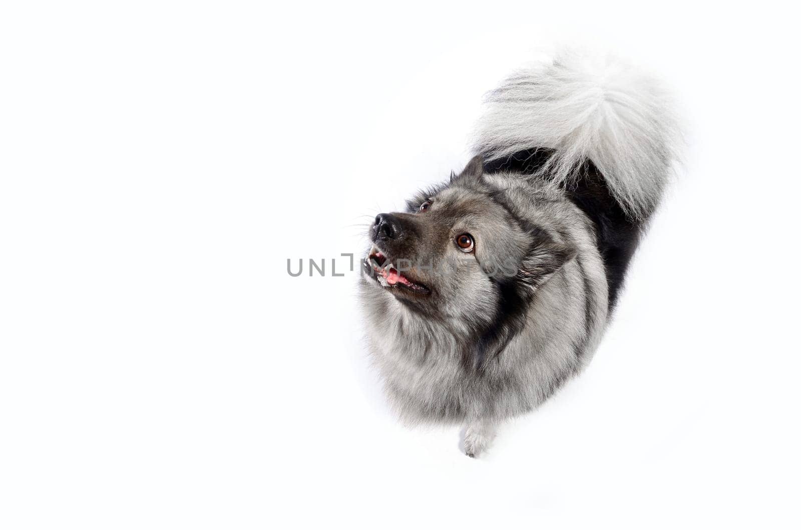 cheeky dog Wolfsspitz
