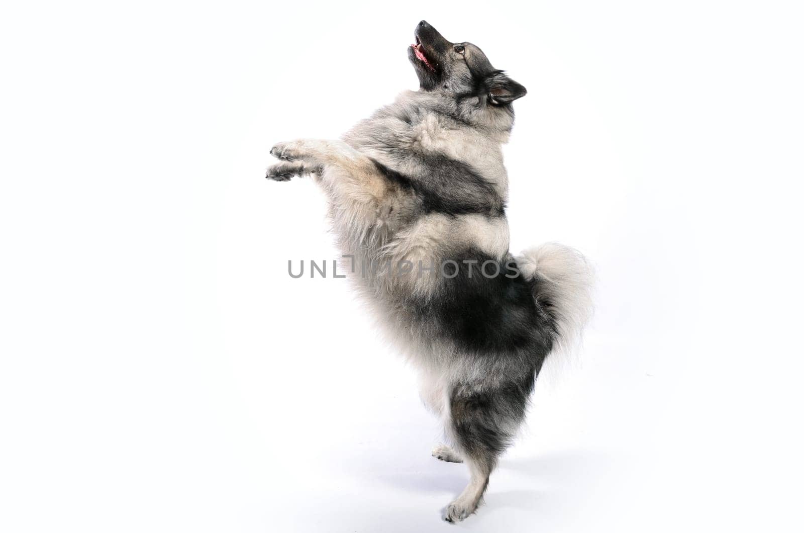 cheeky dog Wolfsspitz