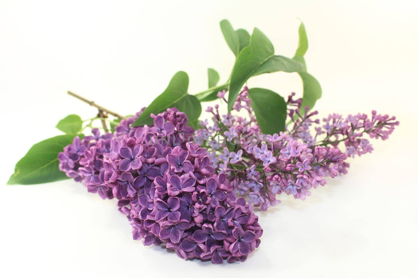 purple lilac flowers against a white background