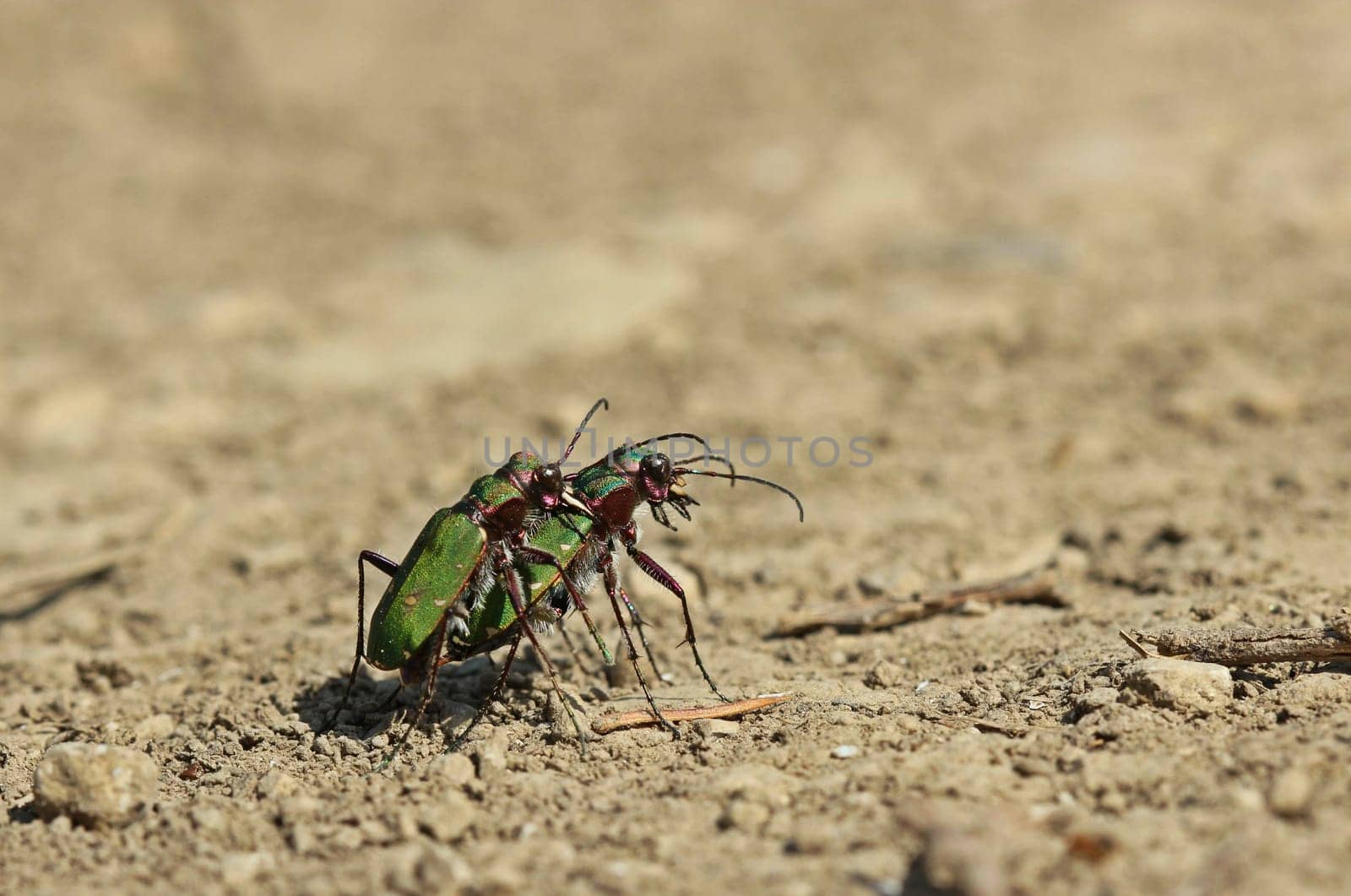 Field sand runner ( Cicindela campestris) at the mating