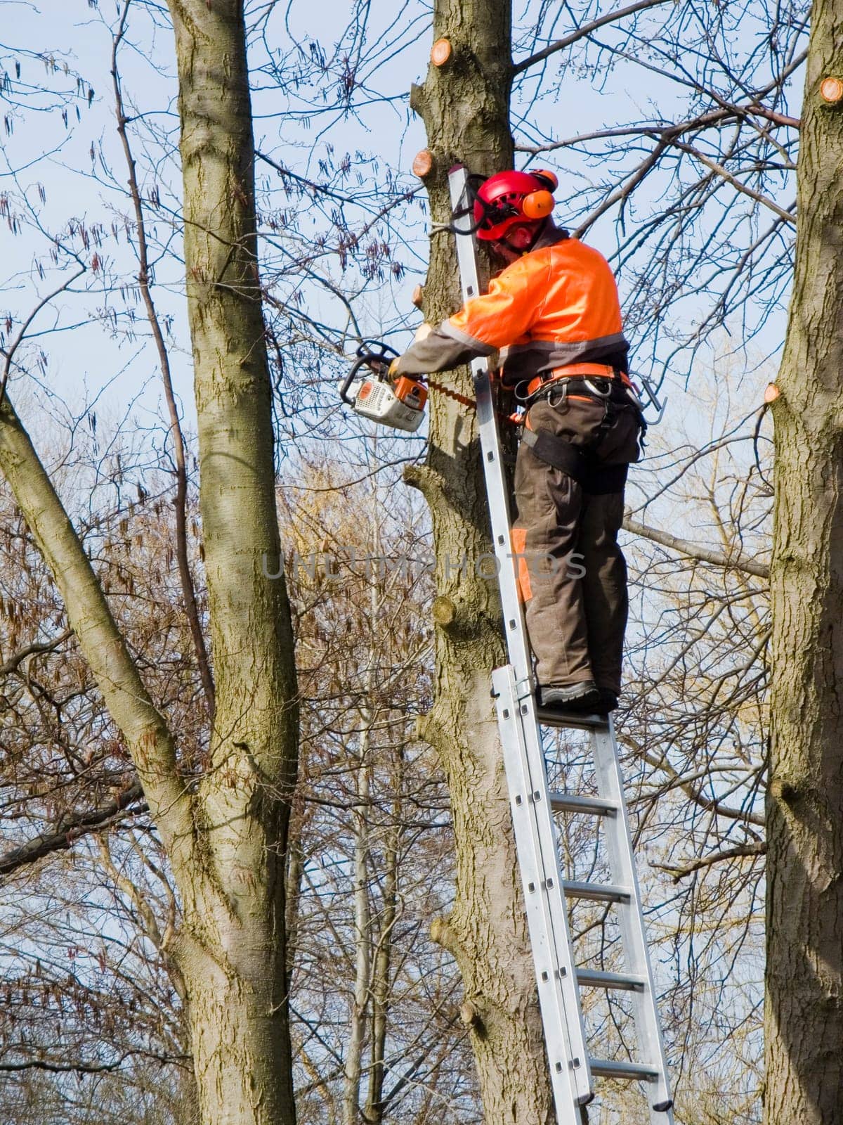 Lumberjack in orange safety jacket at work on a ladder