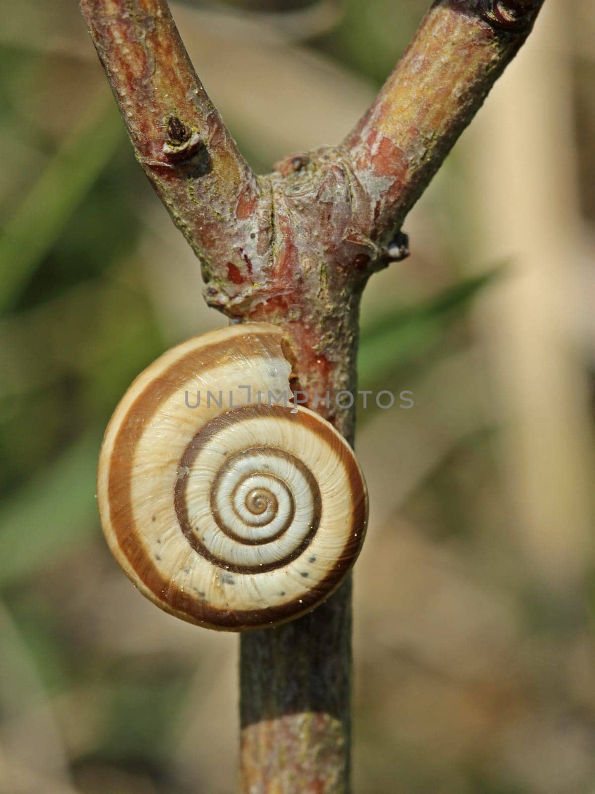 Western heath snail on the Dörnberg
