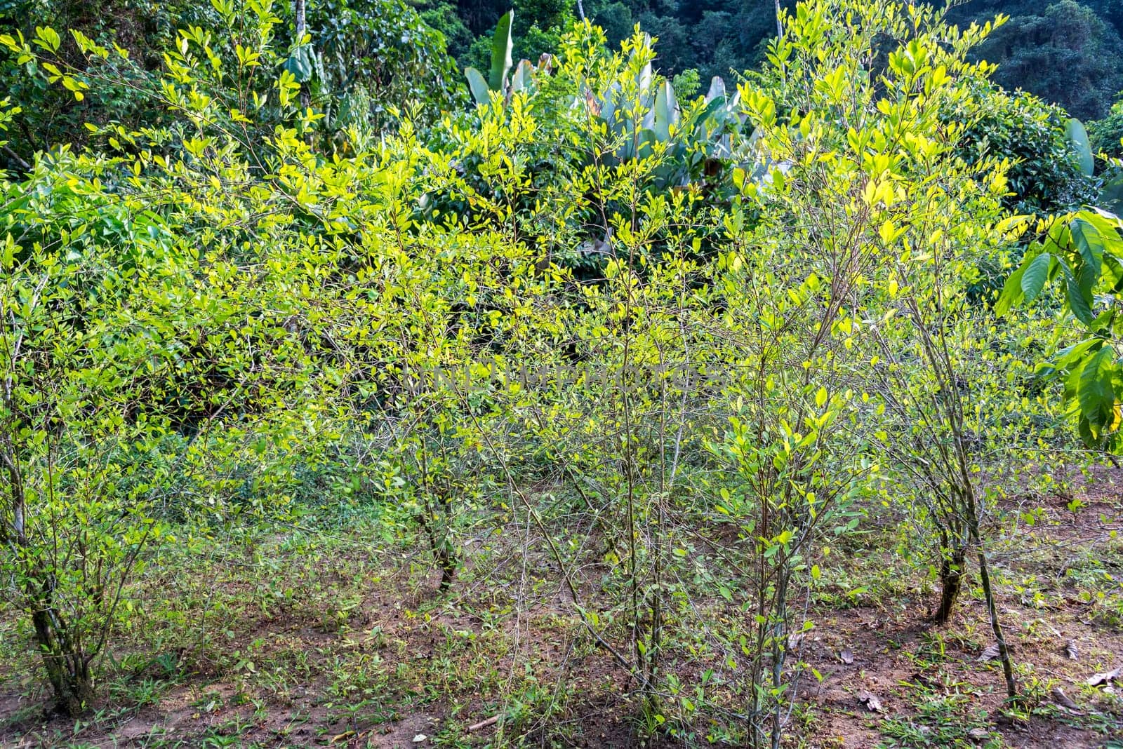 Coca plant cultivation in the Colombian Andes mountains