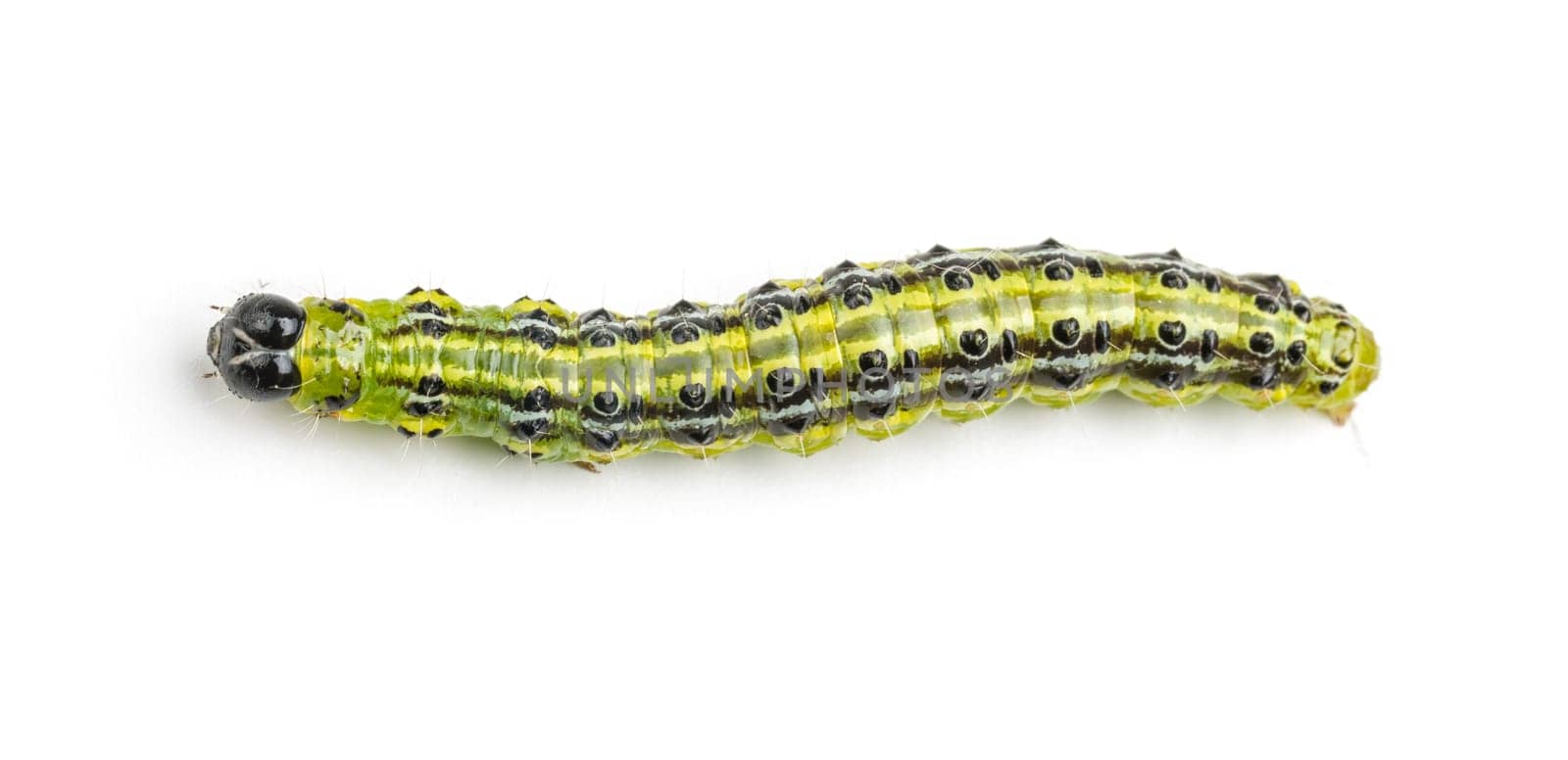 Caterpillar of the boxwood squirrel (Cydalima perspectalis)