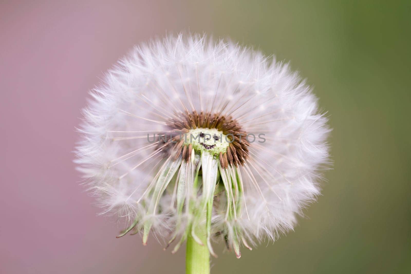 Miss Dandelion