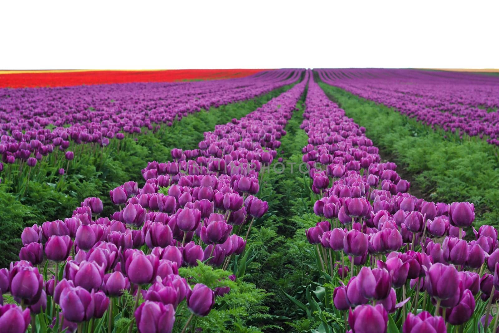 Tulip field