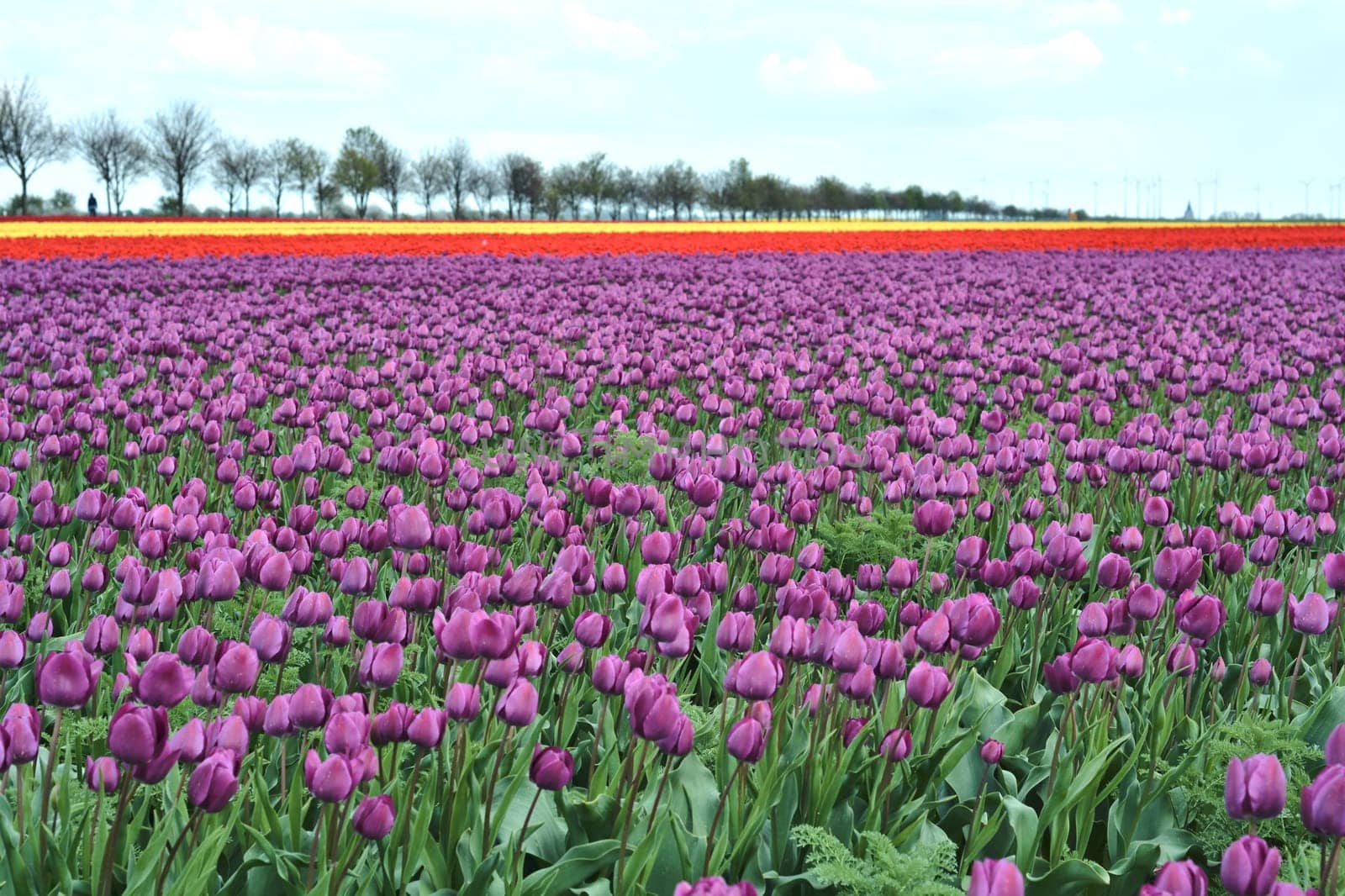 Tulip field