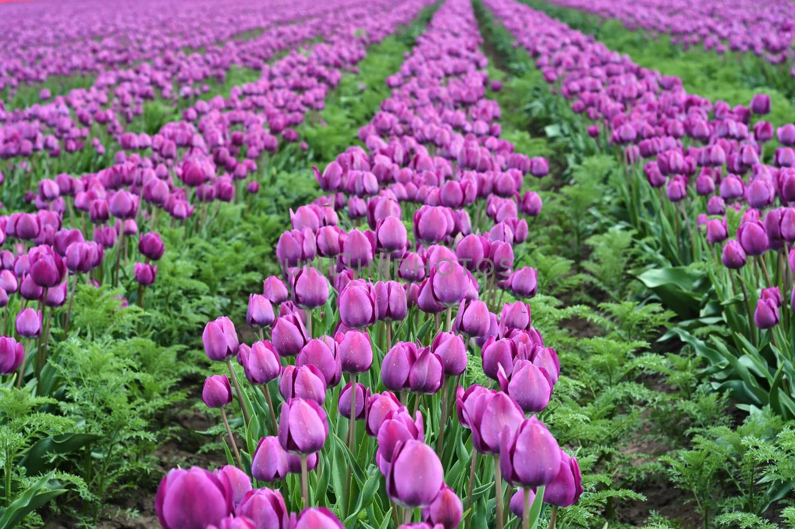 Tulip field