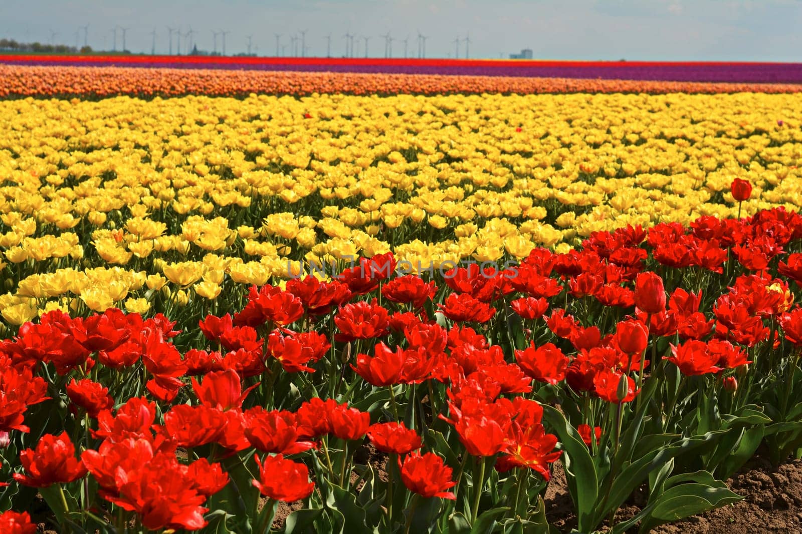 Spring