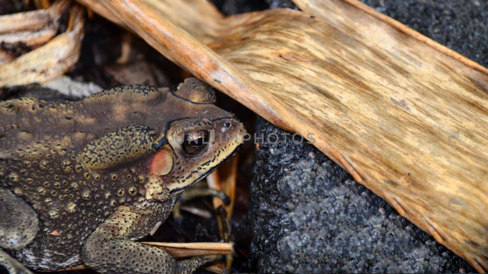 Frog