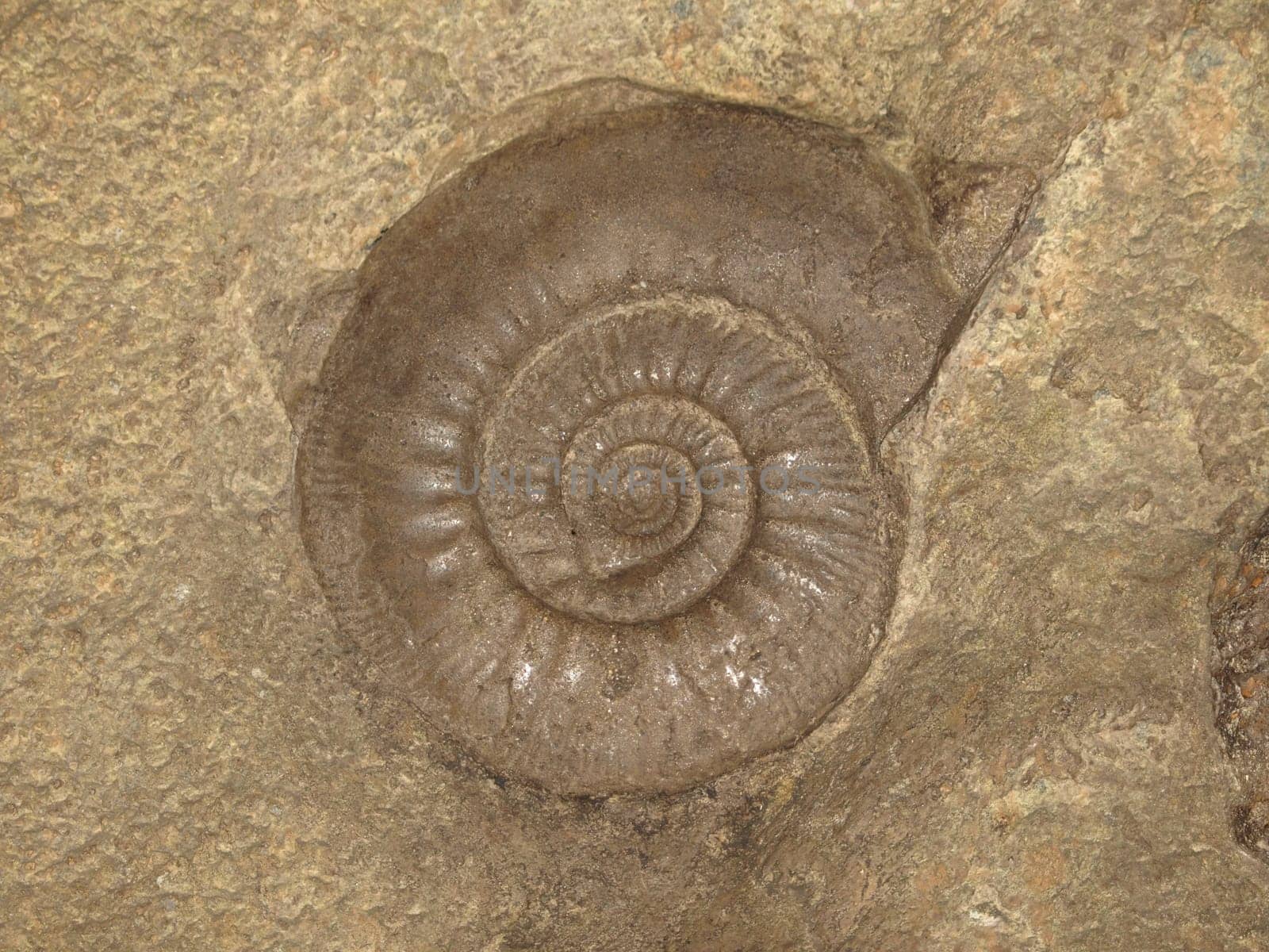 Ammonite