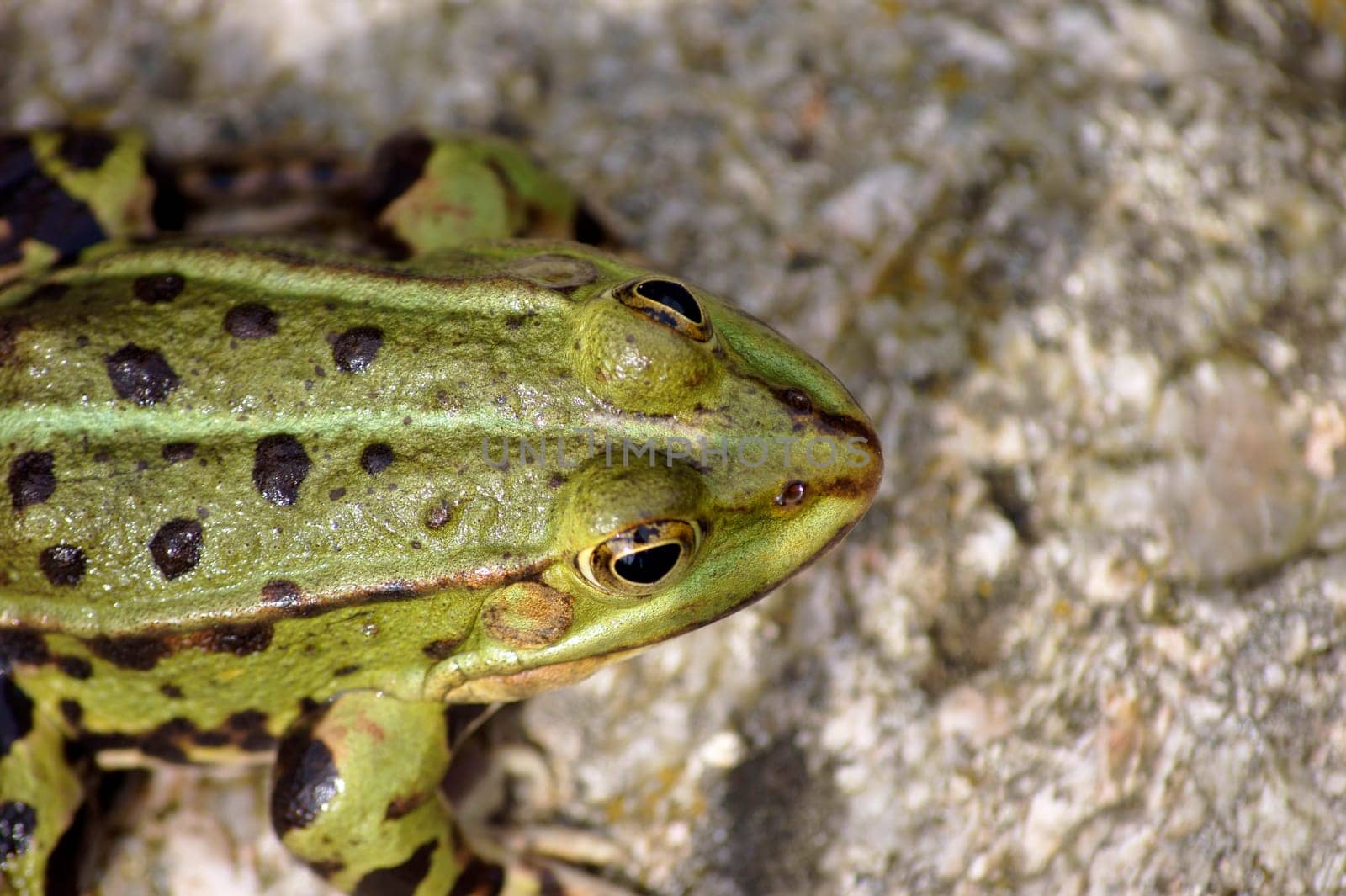 The photograph of a tree frog sitting on the edge of a garden pond.