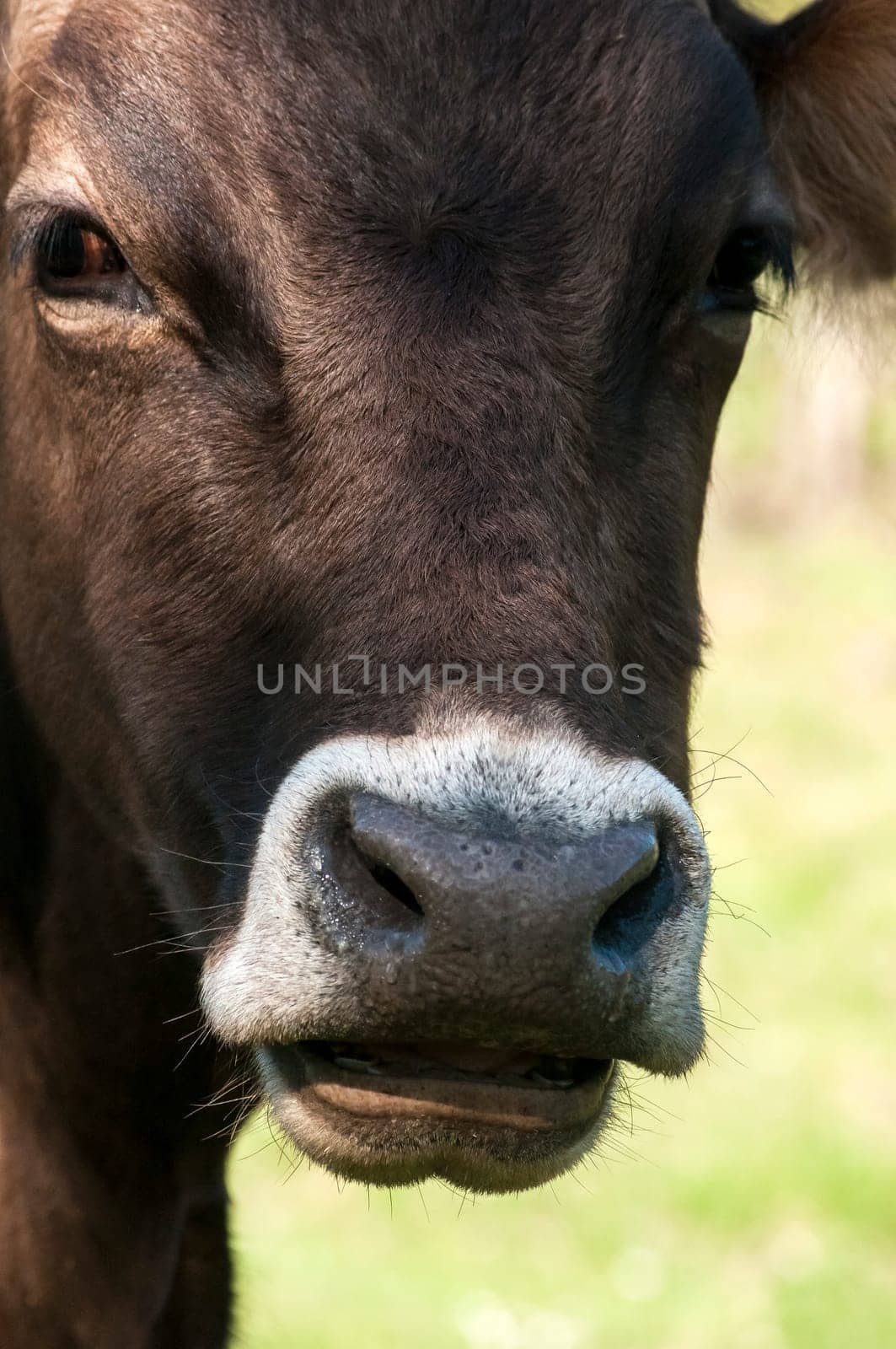 Head of cow front face detail closeup