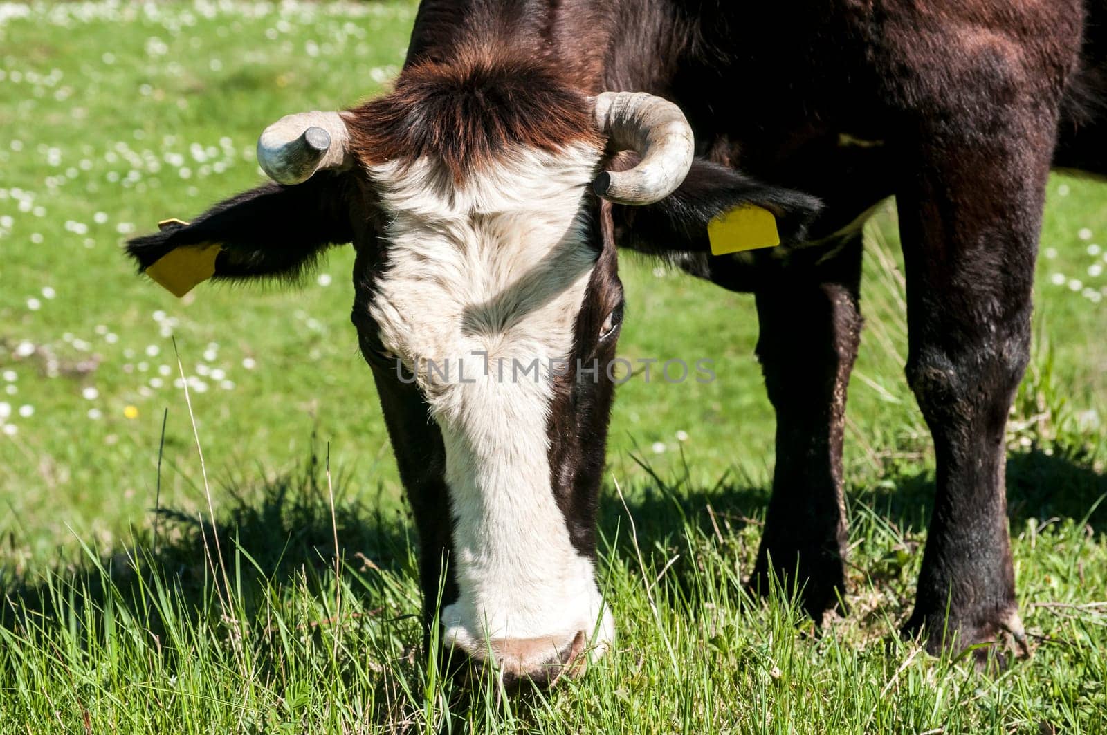Head of cow grazing on green meadow