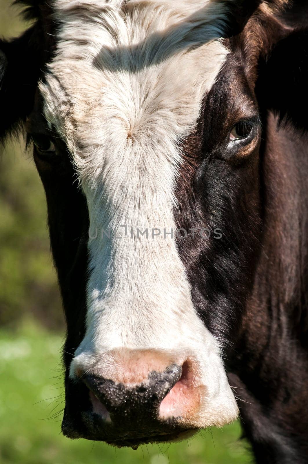 Head of cow front face detail closeup