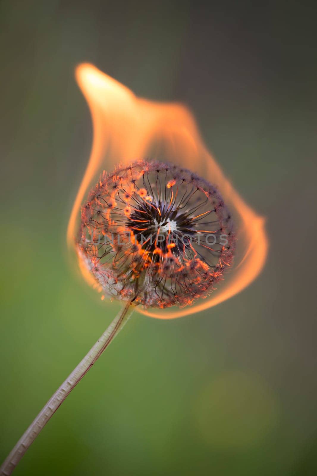 Burning dandelion