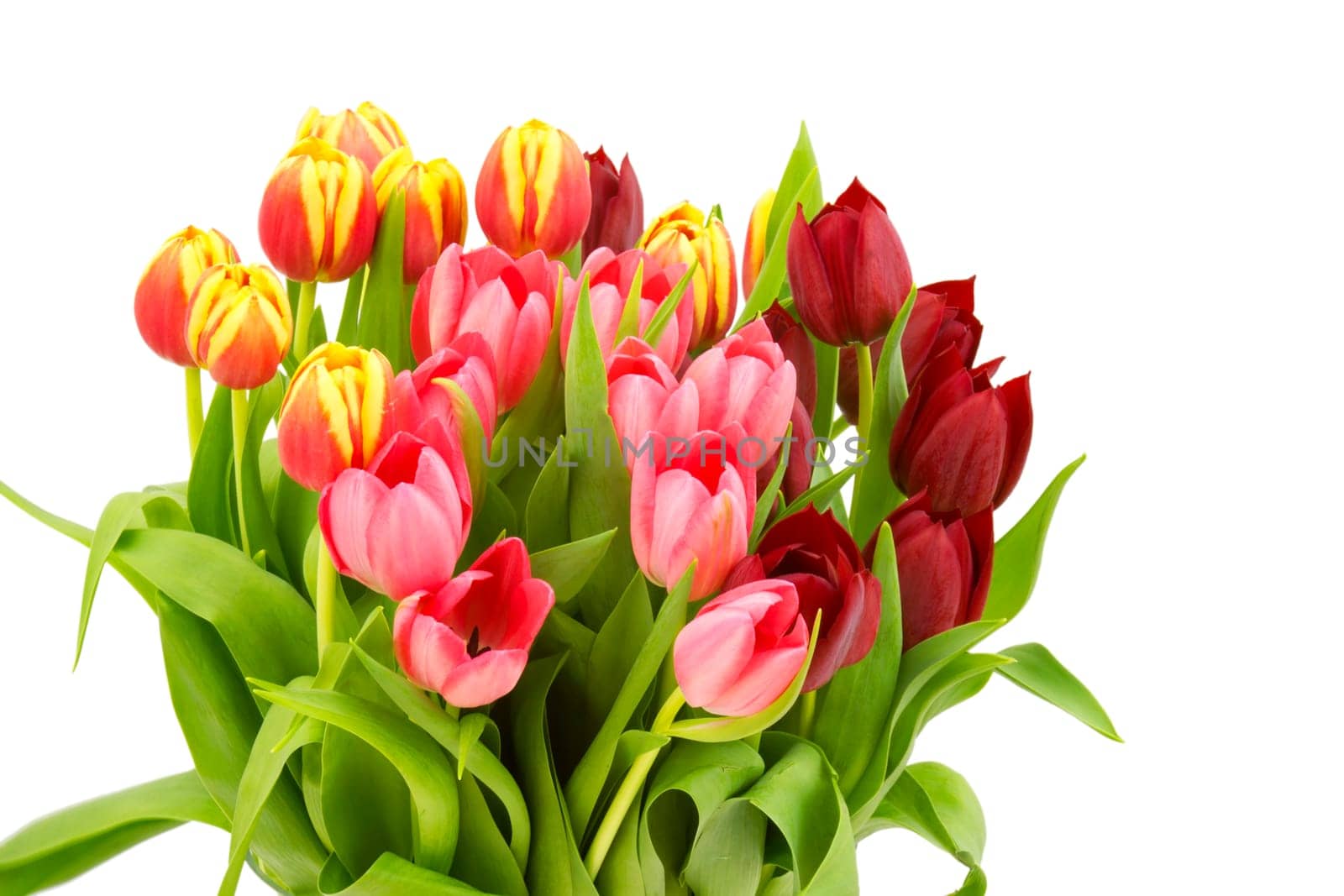colourful tulips on white background