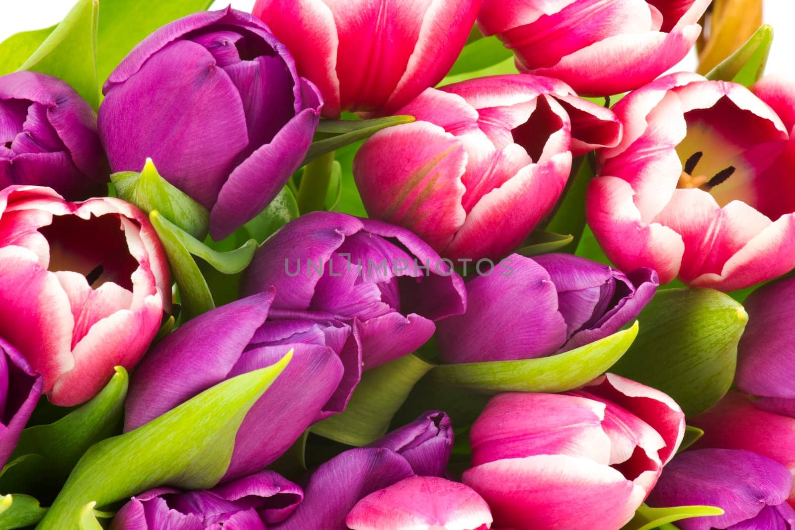 colourful tulips