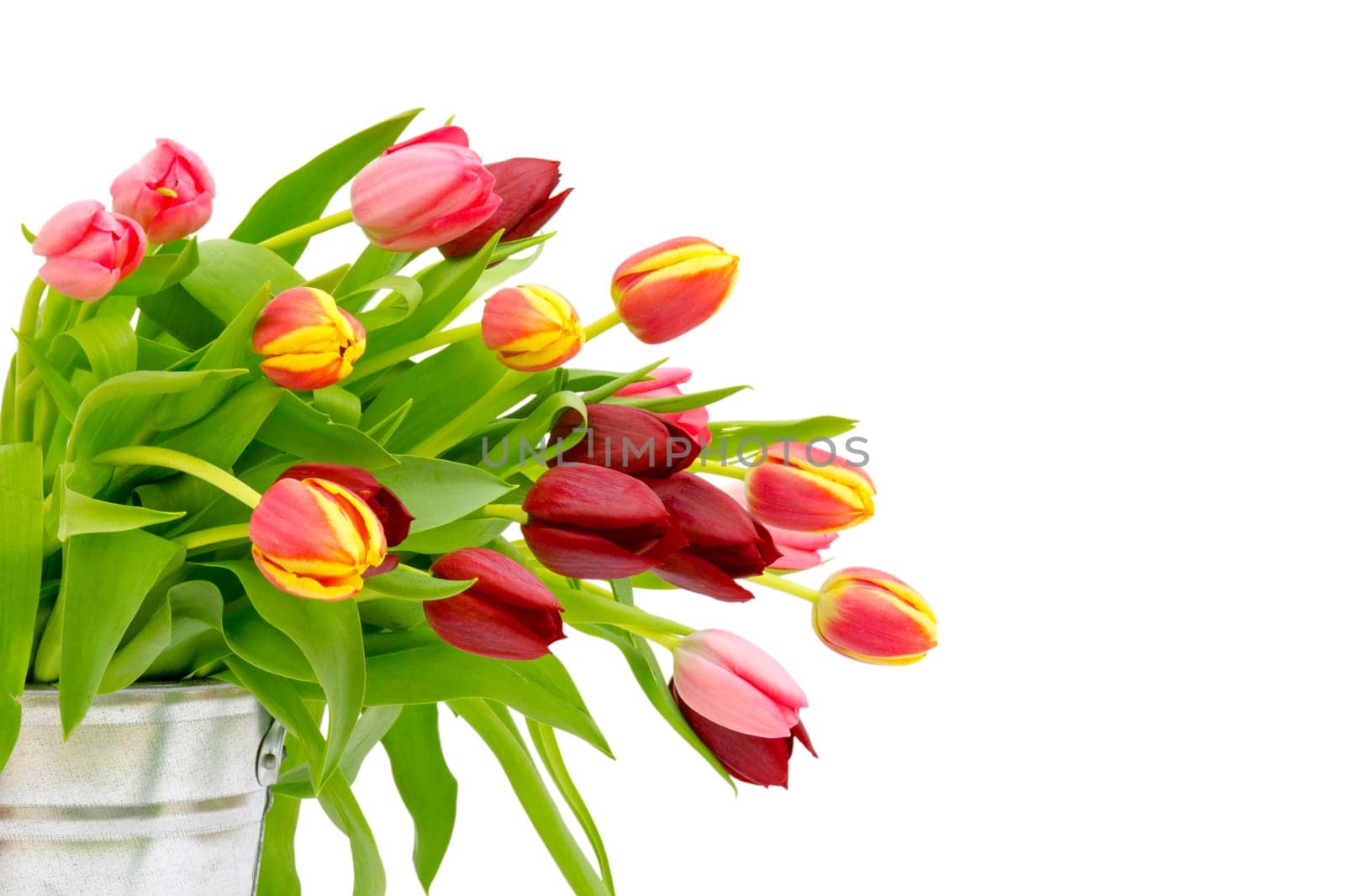 colourful tulips on white background