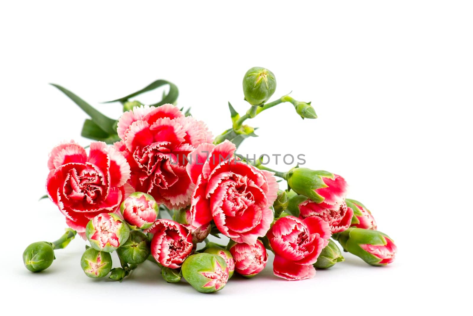 Carnations on white background