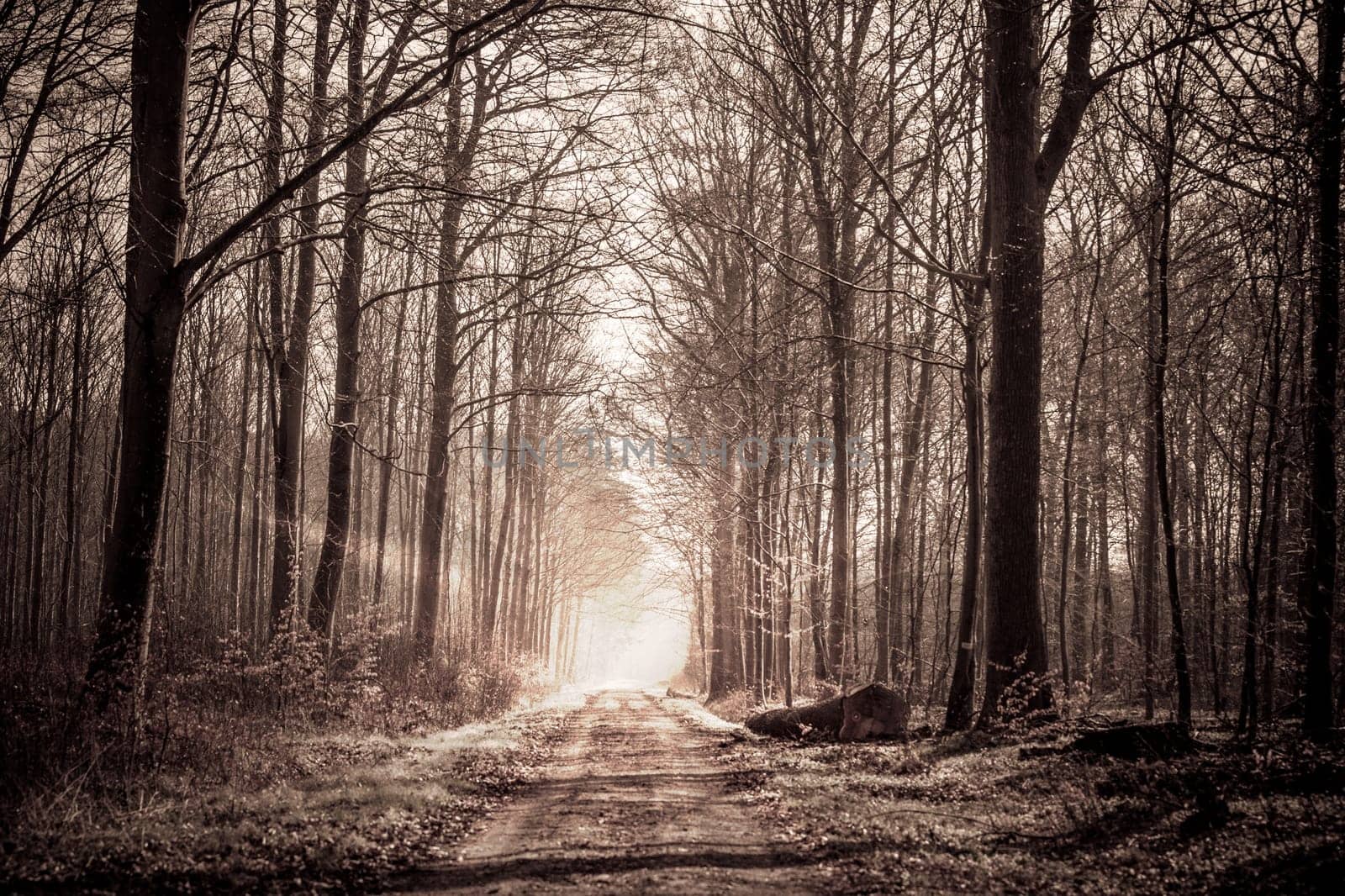 Forest trail in sepia colors