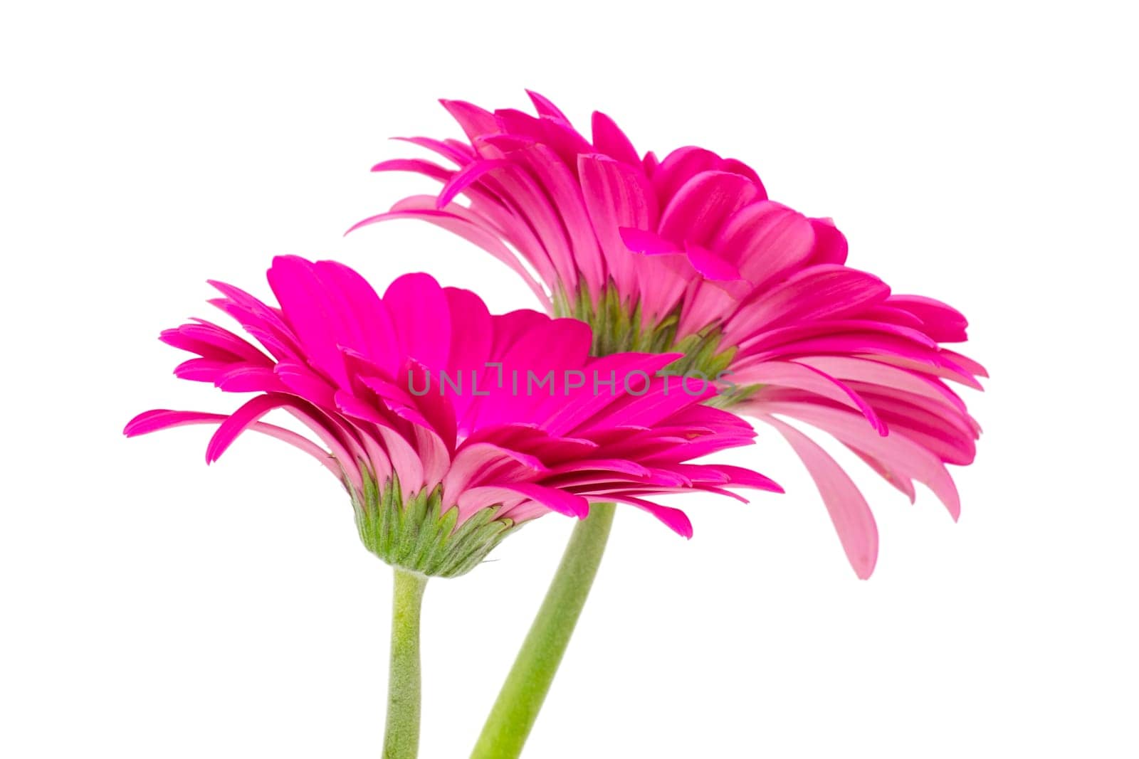 gerbera daisies